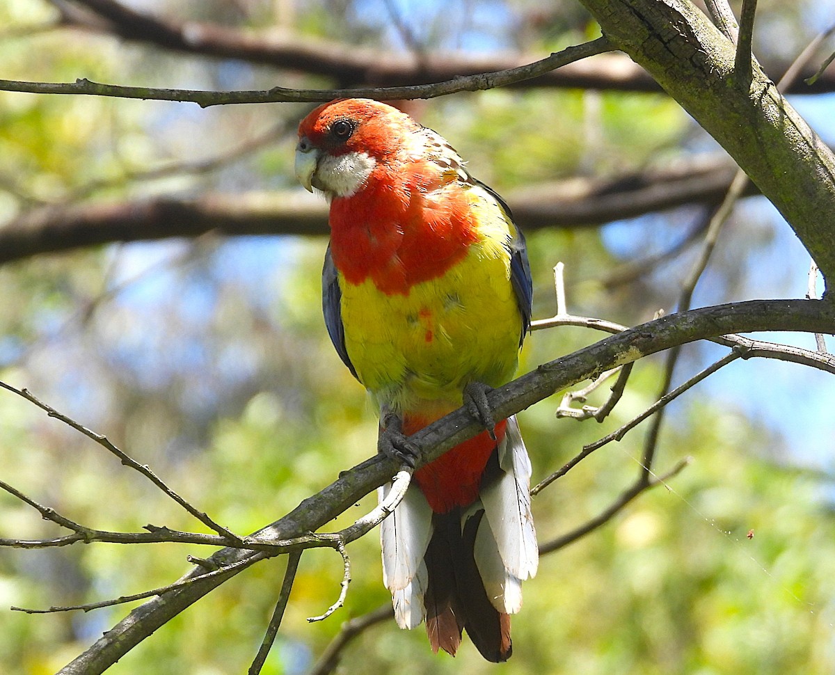 Белощёкая розелла - ML646726614