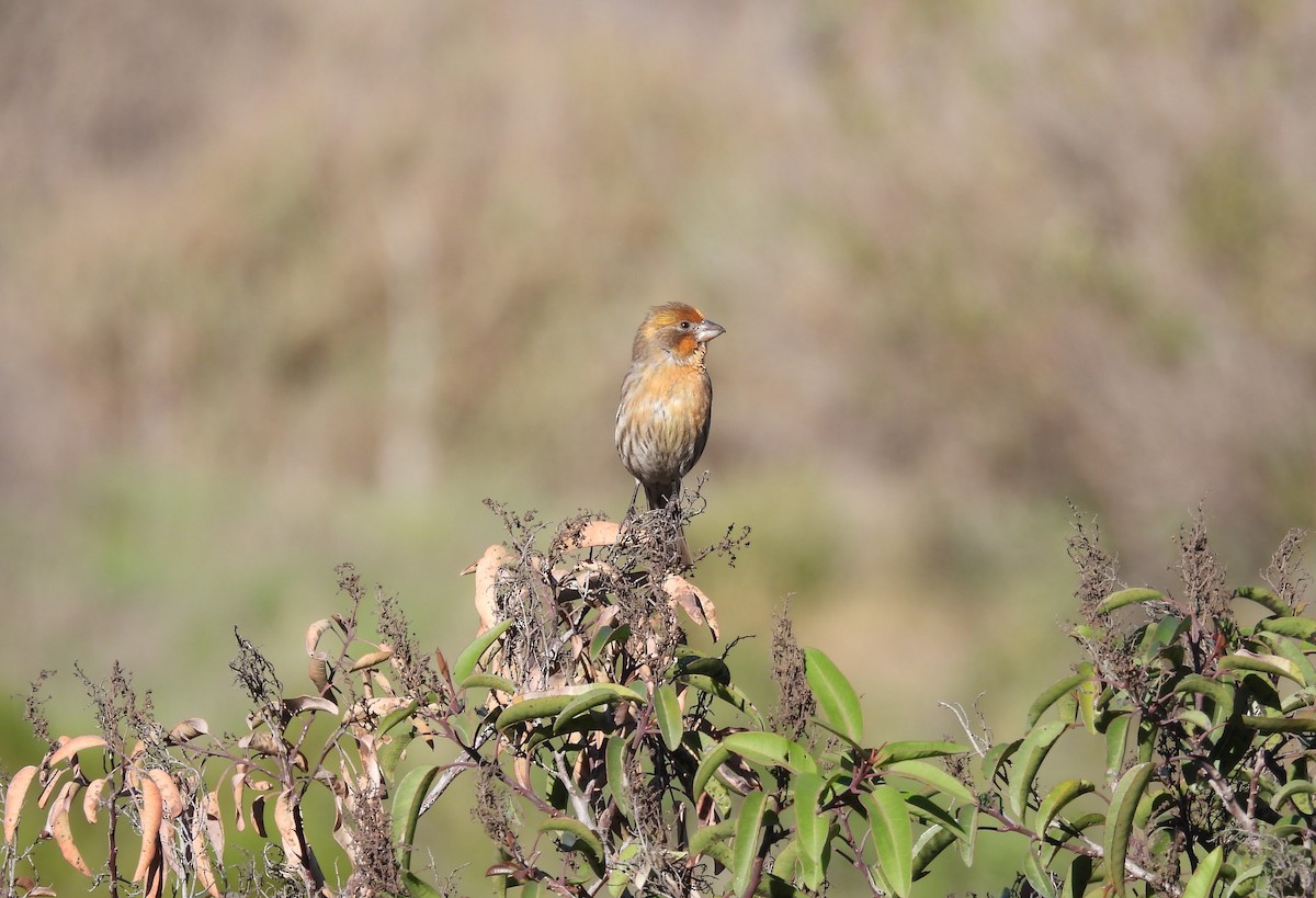 House Finch - ML646726619
