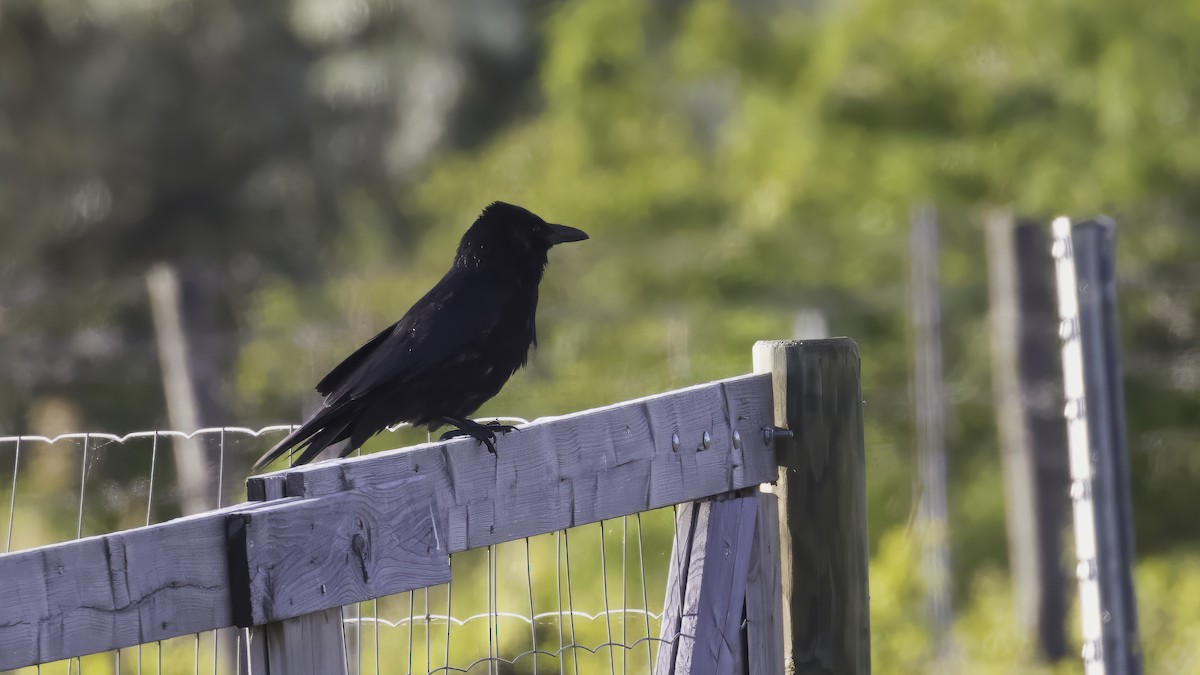 Common Raven - ML646726620
