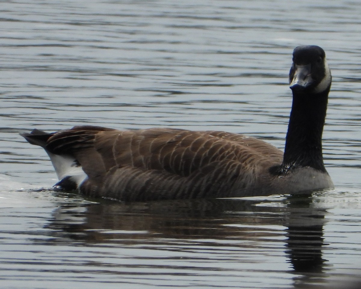 Canada Goose - ML646726621