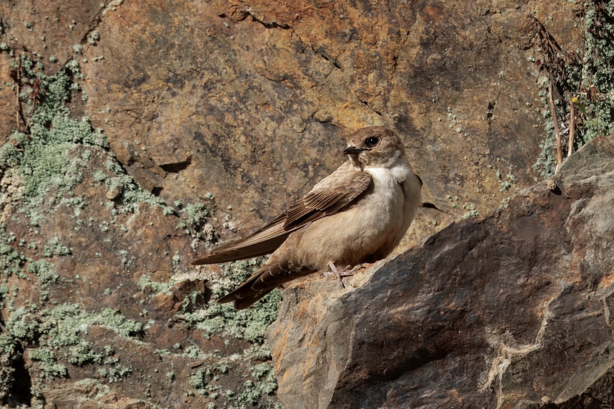 チャイロツバメ - ML646726623