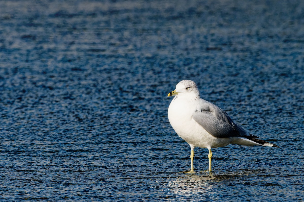 Ring-billed Gull - ML646726631