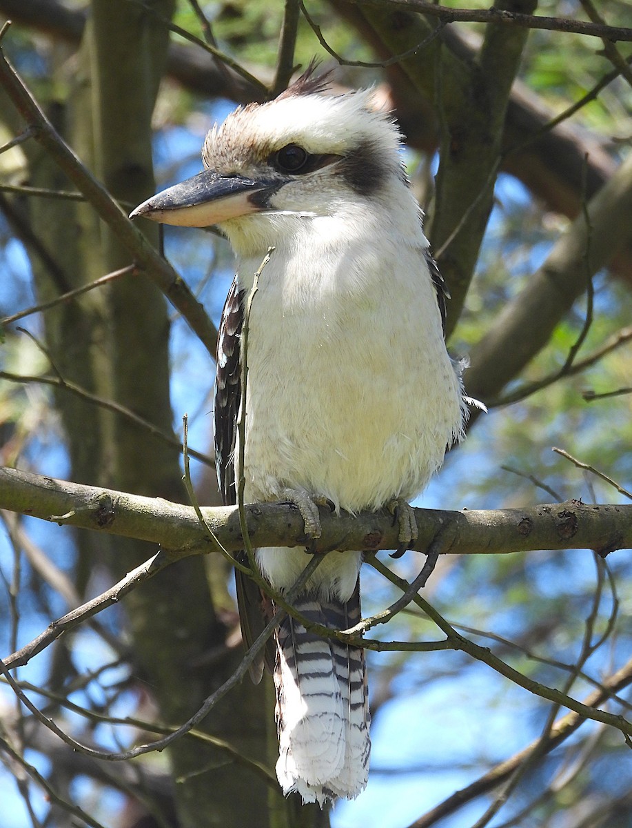 Смеющаяся кукабара - ML646726633