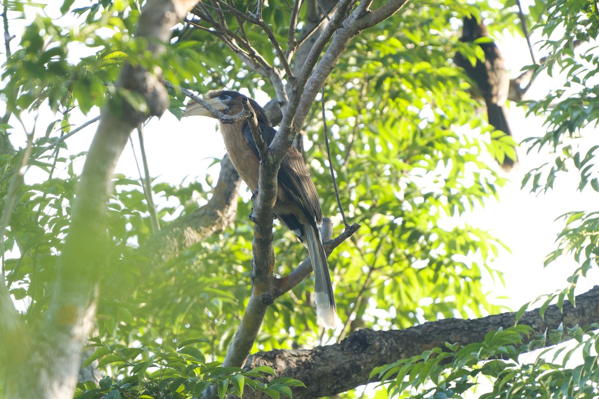 brunhornfugl - ML646726634