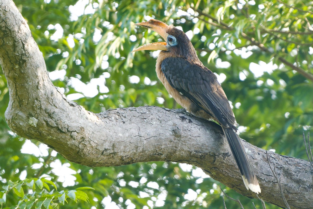 brunhornfugl - ML646726635