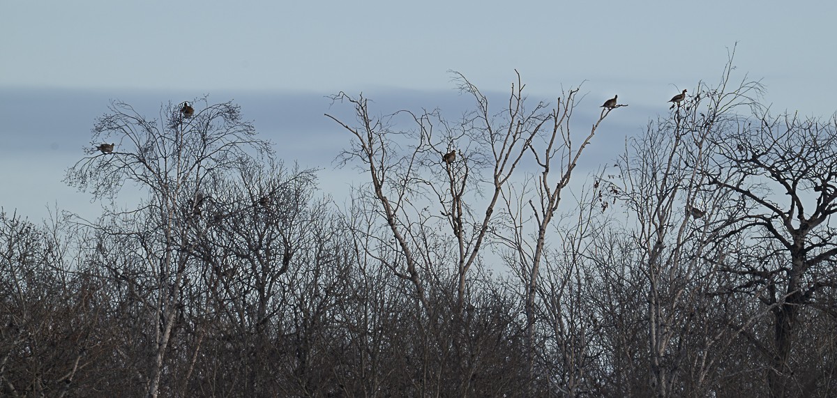 fagerjerpe - ML646726636