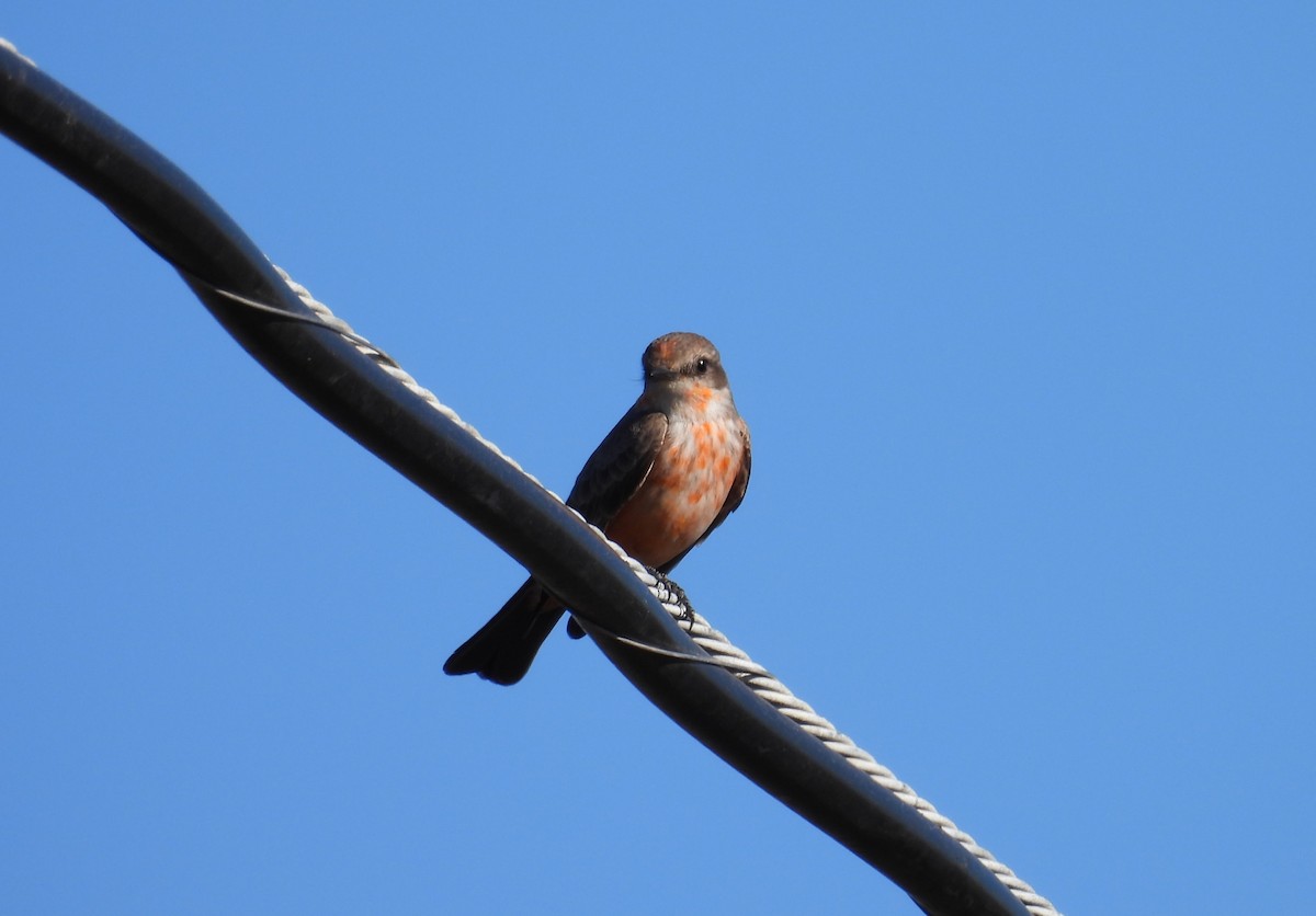 Vermilion Flycatcher - ML646726637