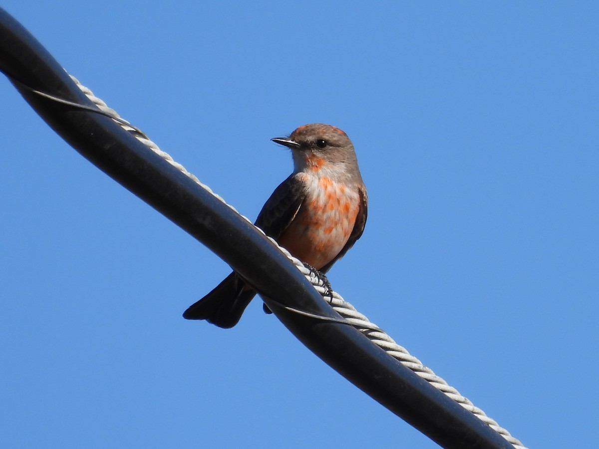 Vermilion Flycatcher - ML646726638