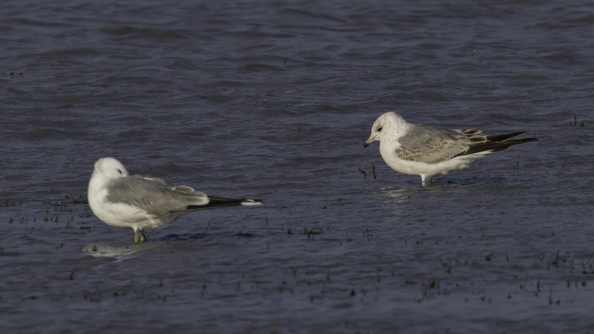 Sturmmöwe (canus) - ML646726639