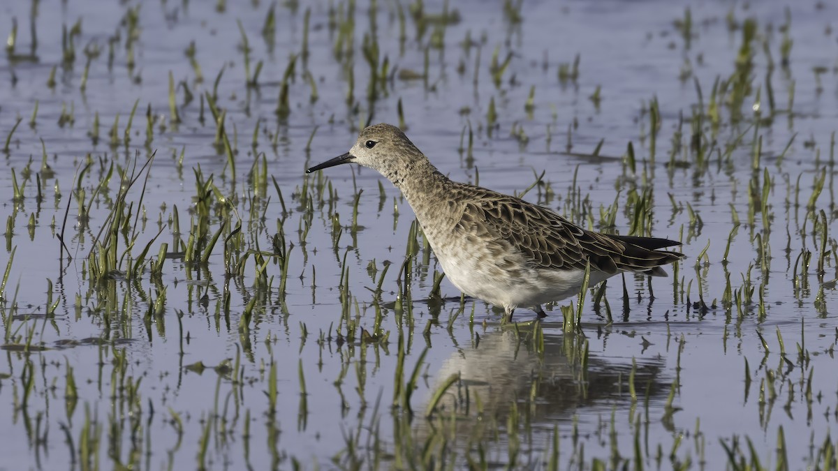 Kampfläufer - ML646726642