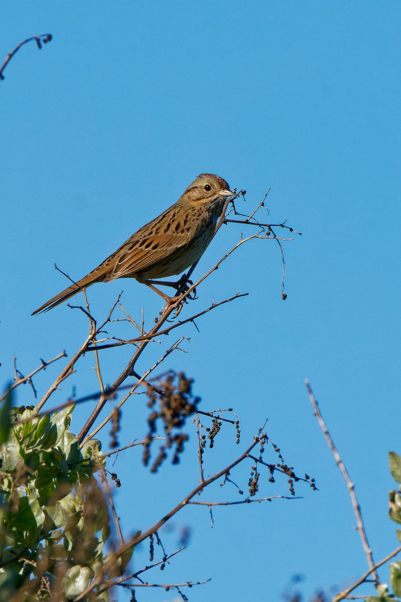 Lincoln's Sparrow - ML646726643