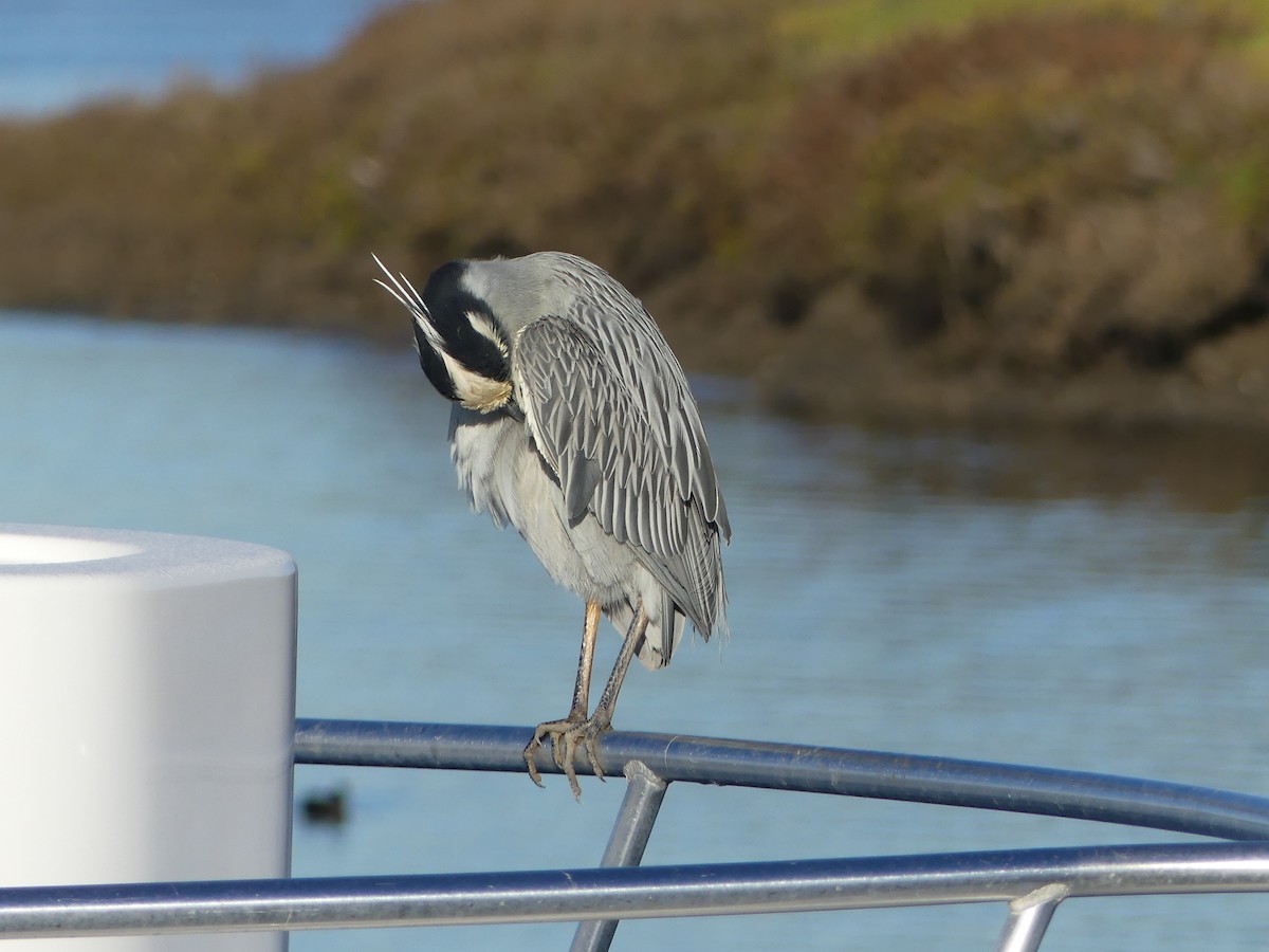 Yellow-crowned Night Heron - ML646726644