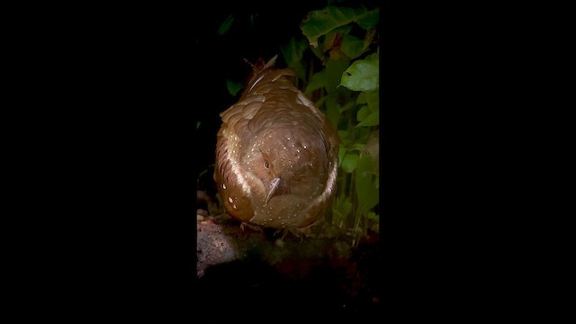 Oilbird - ML646726647