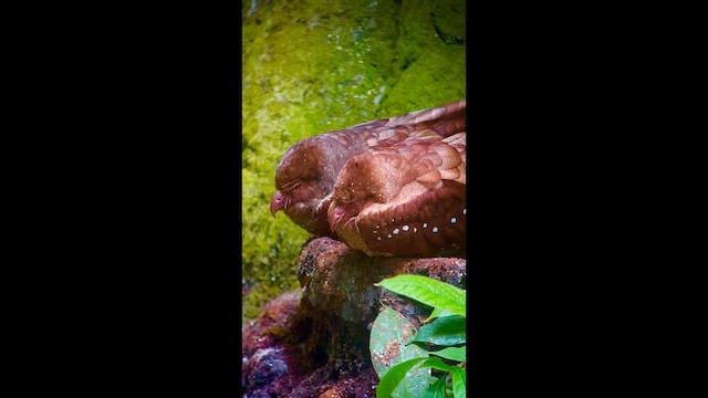 Oilbird - ML646726648