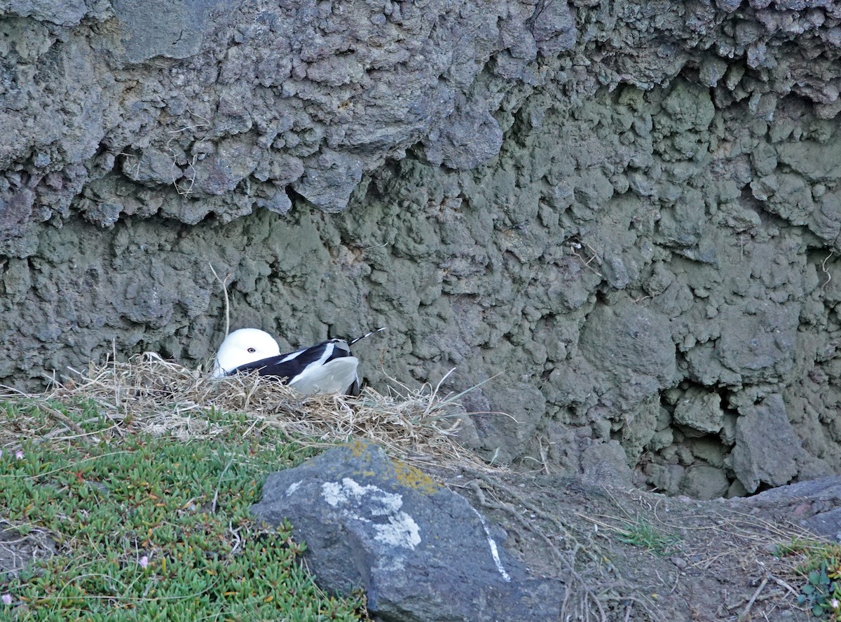 Kelp Gull - ML646726651