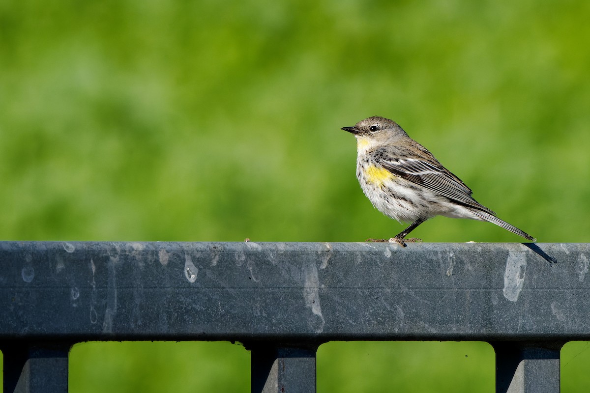 Yellow-rumped Warbler - ML646726652