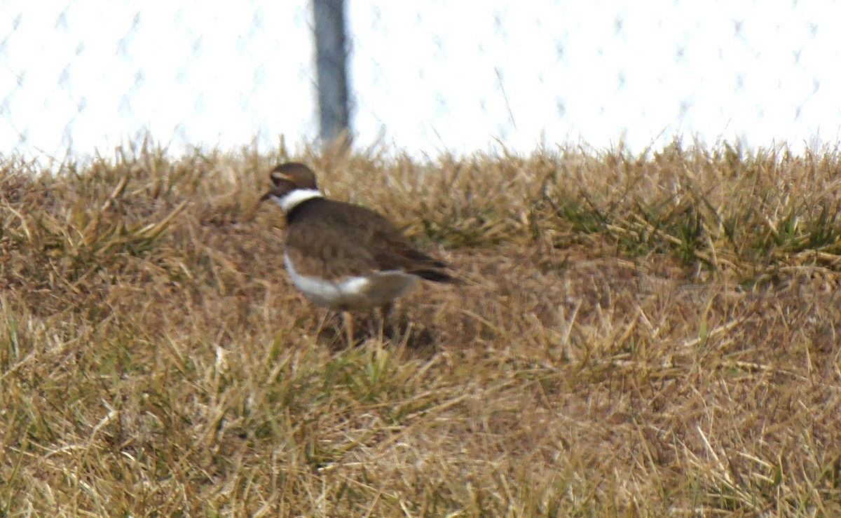 フタオビチドリ - ML646726660