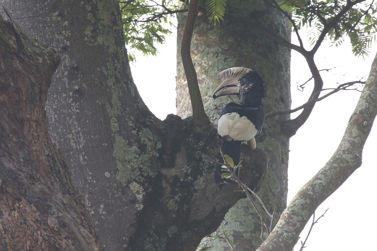 Black-and-white-casqued Hornbill - ML646726661