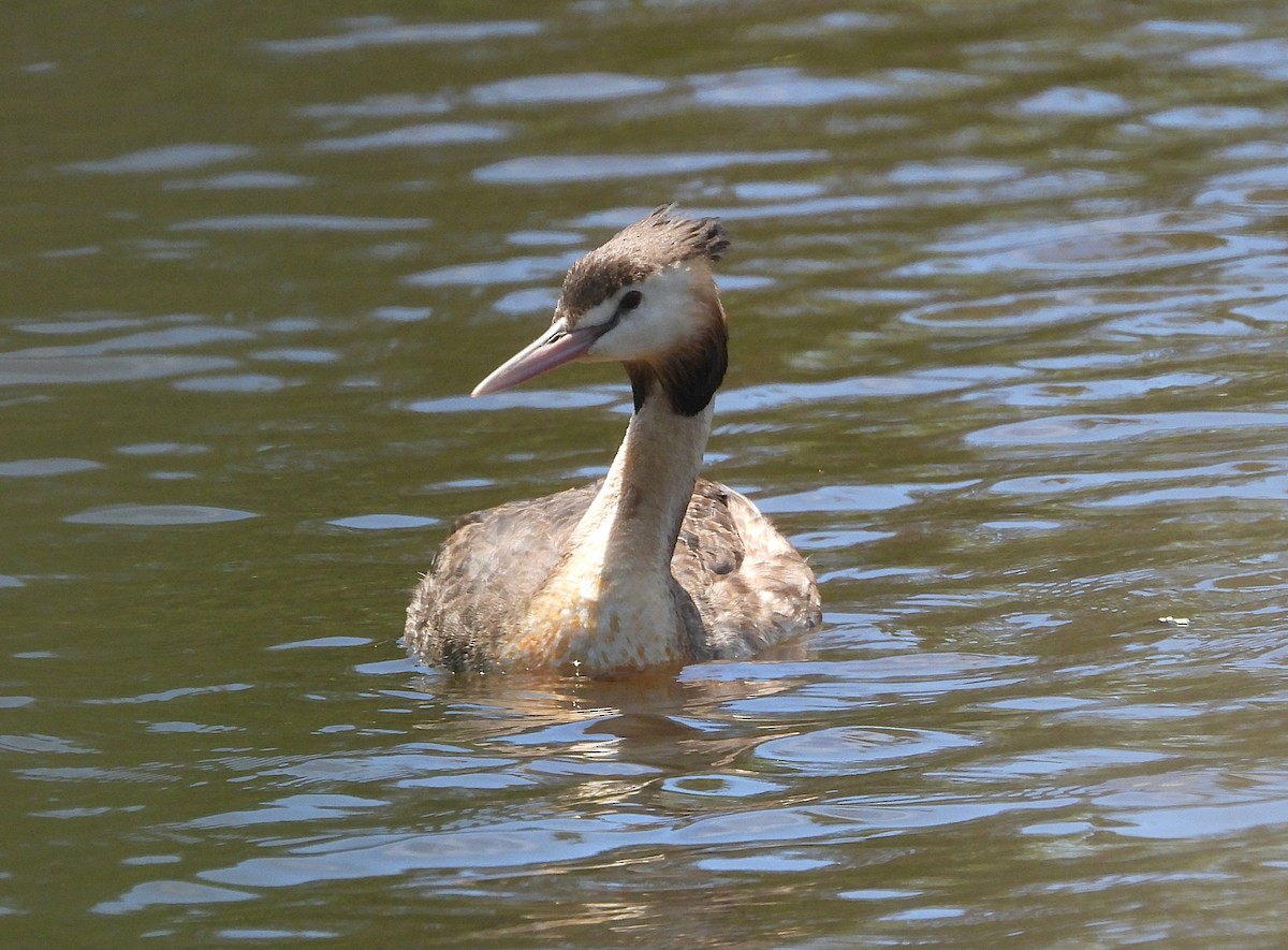 Чомга - ML646726663