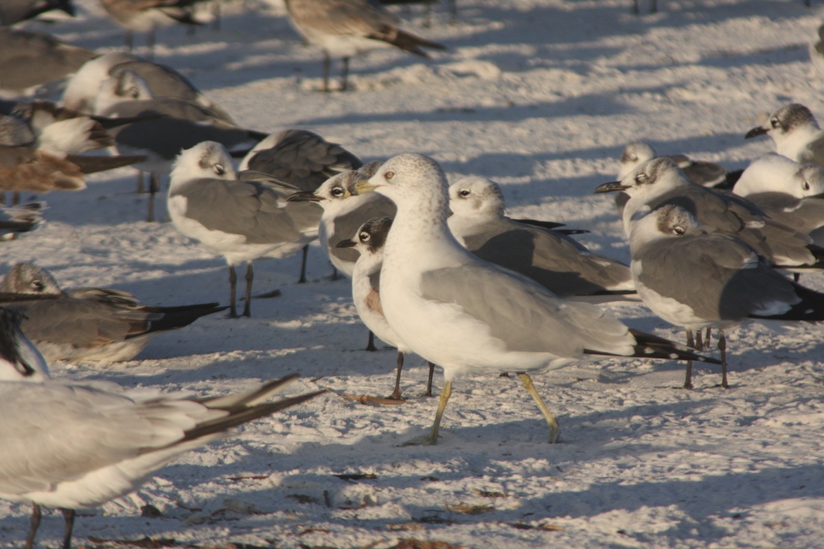 Delawareko kaioa - ML646726664