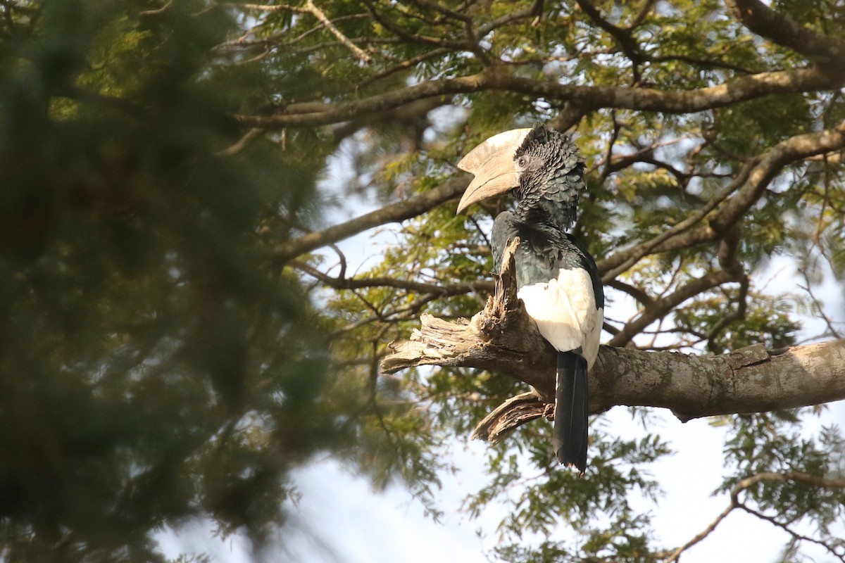 Black-and-white-casqued Hornbill - ML646726665