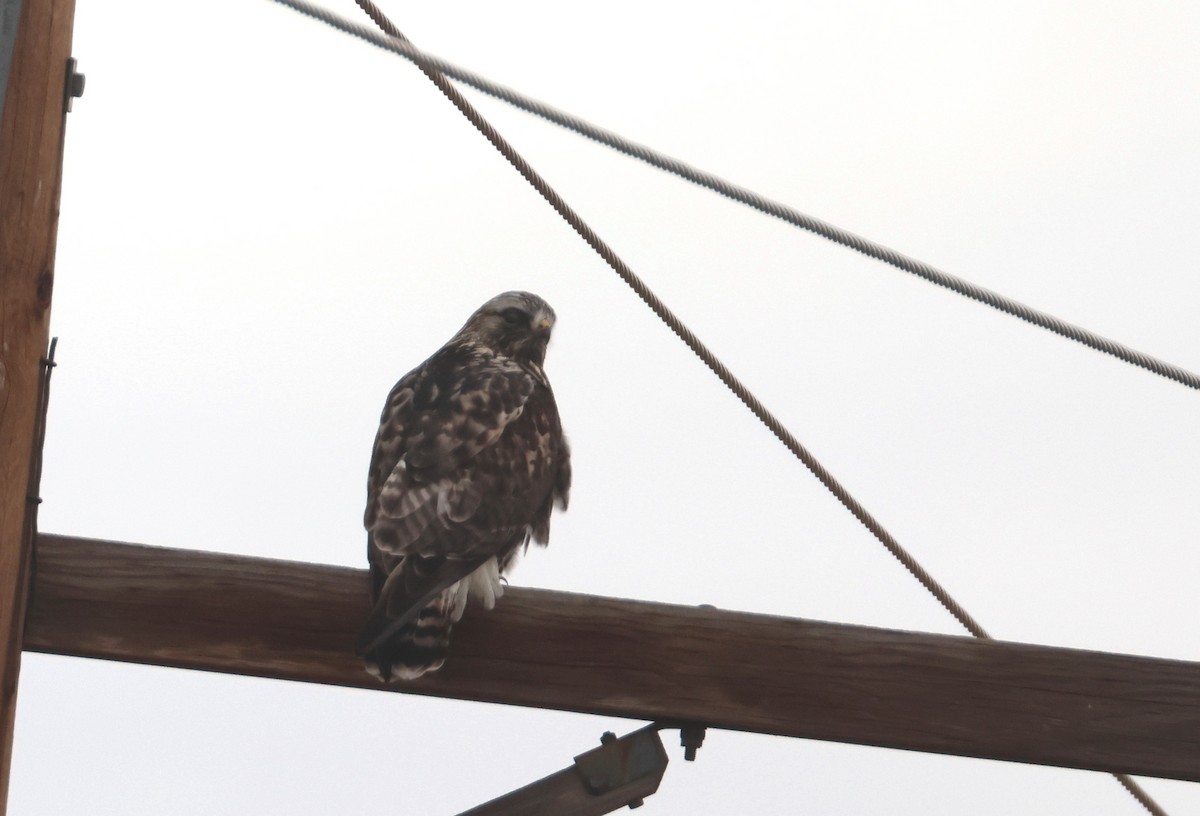 Rough-legged Hawk - ML646726668