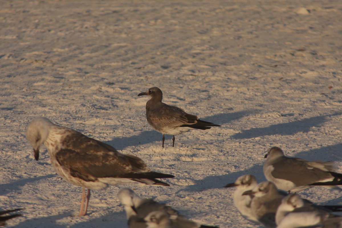 Antxeta mokogorri amerikarra - ML646726669