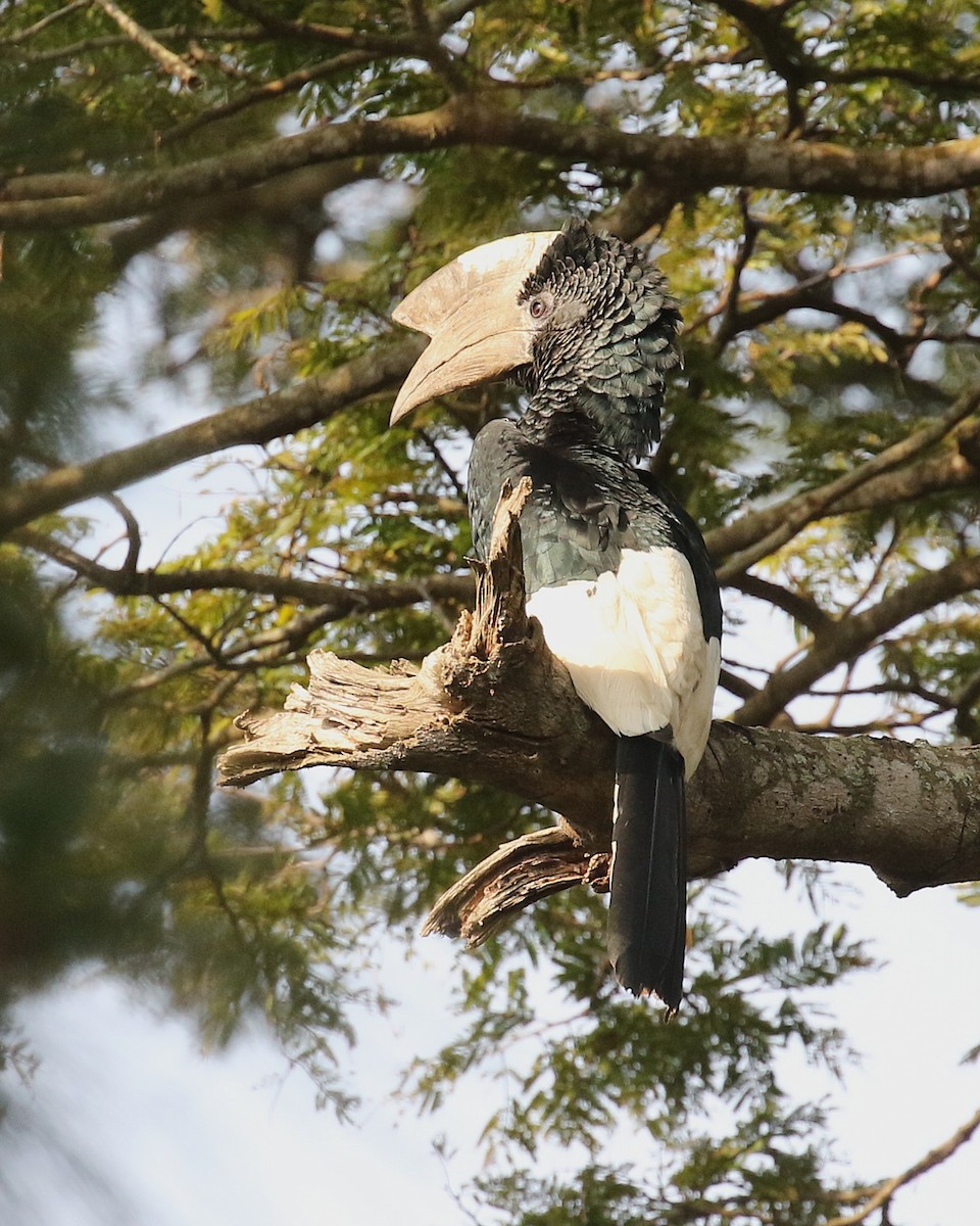 Black-and-white-casqued Hornbill - ML646726674