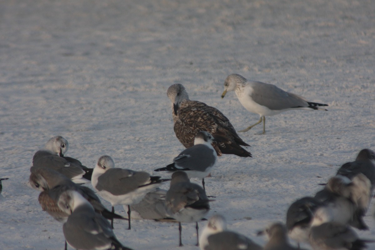 Kaio iluna - ML646726675