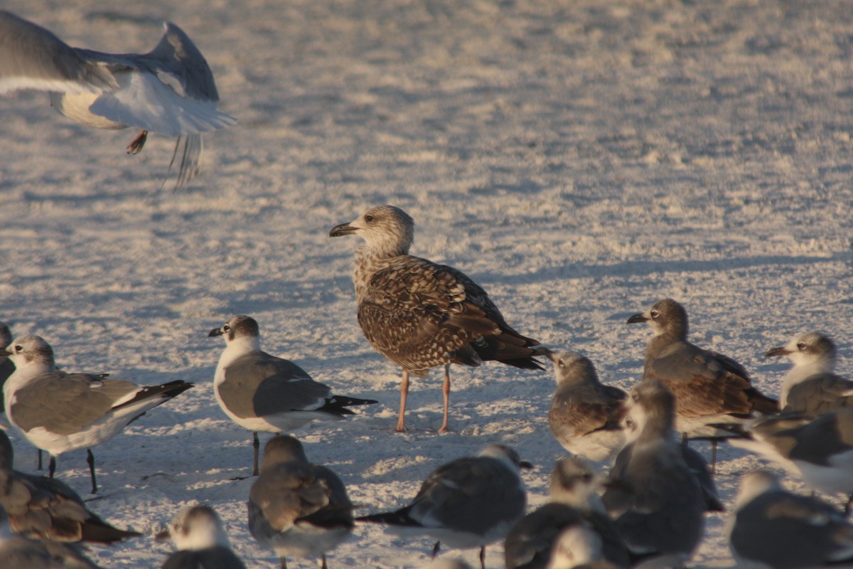 Kaio iluna - ML646726676