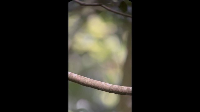 Andean Cock-of-the-rock - ML646726677