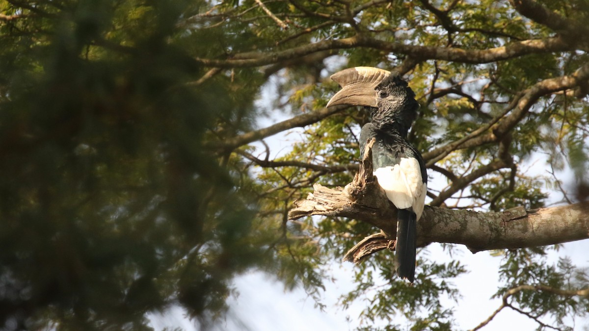 Black-and-white-casqued Hornbill - ML646726678