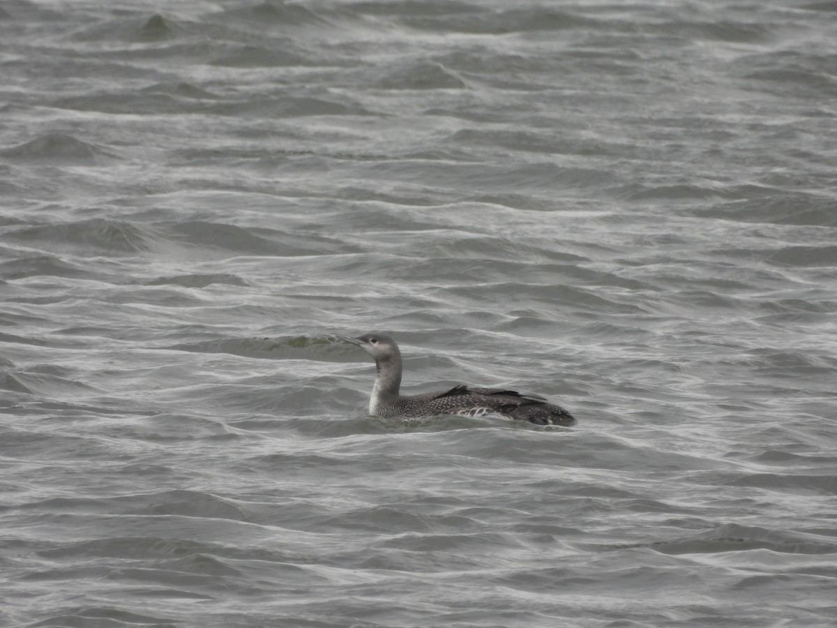 Краснозобая гагара - ML646726680