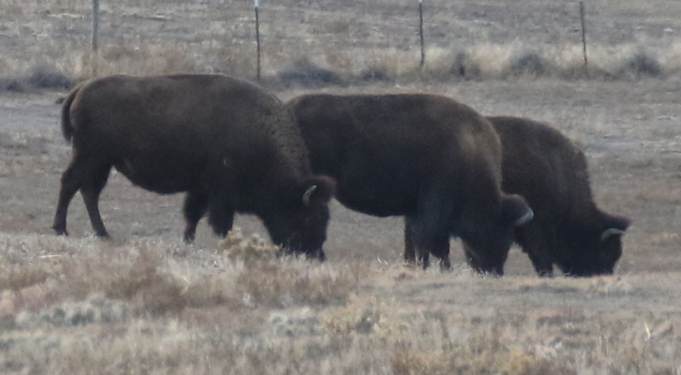 Animals - ML646726684