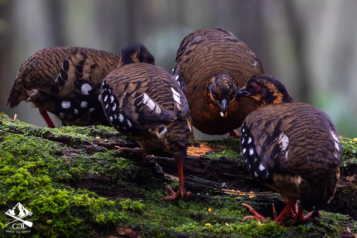 Red-breasted Partridge - ML646726685