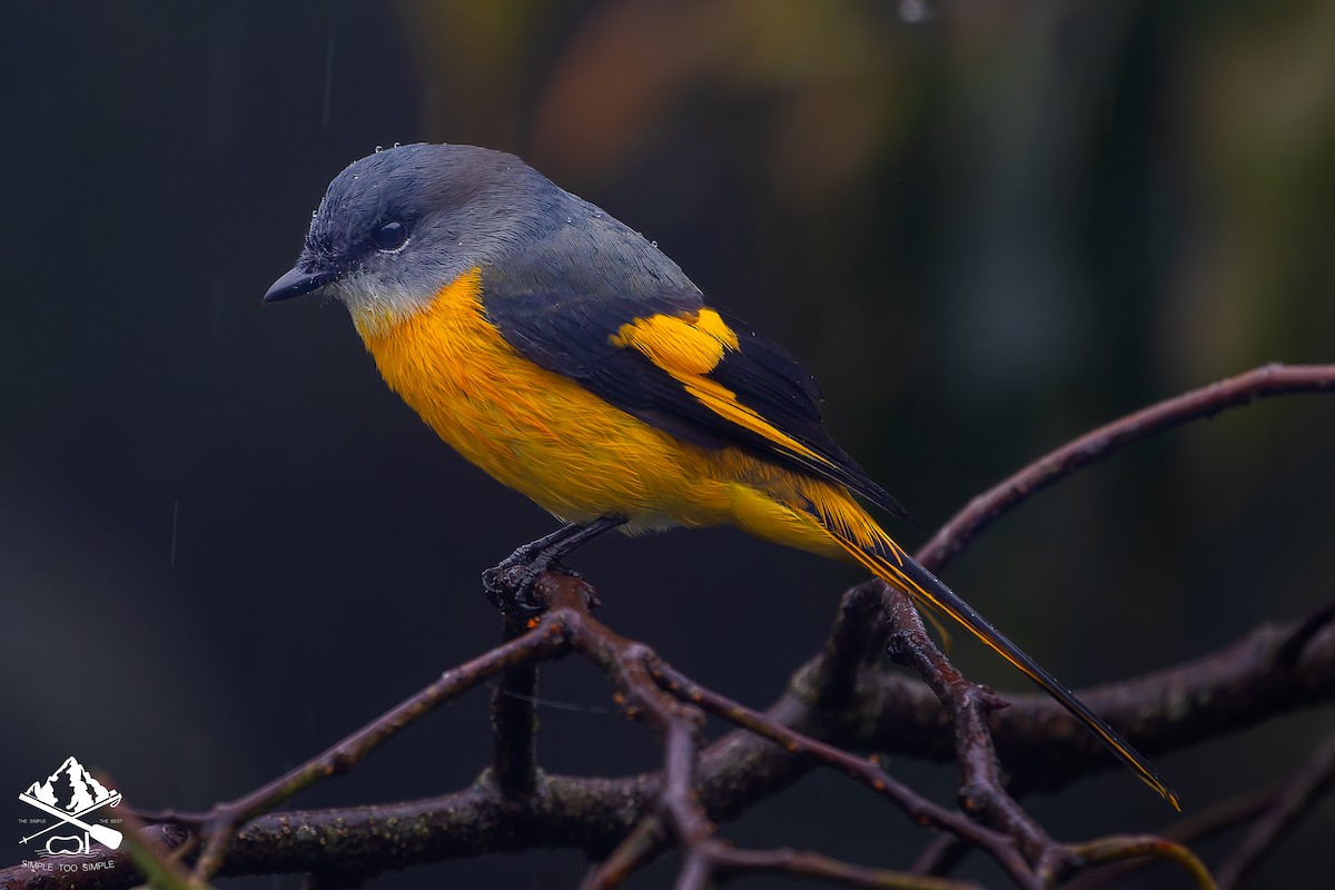 Gray-chinned Minivet - ML646726686