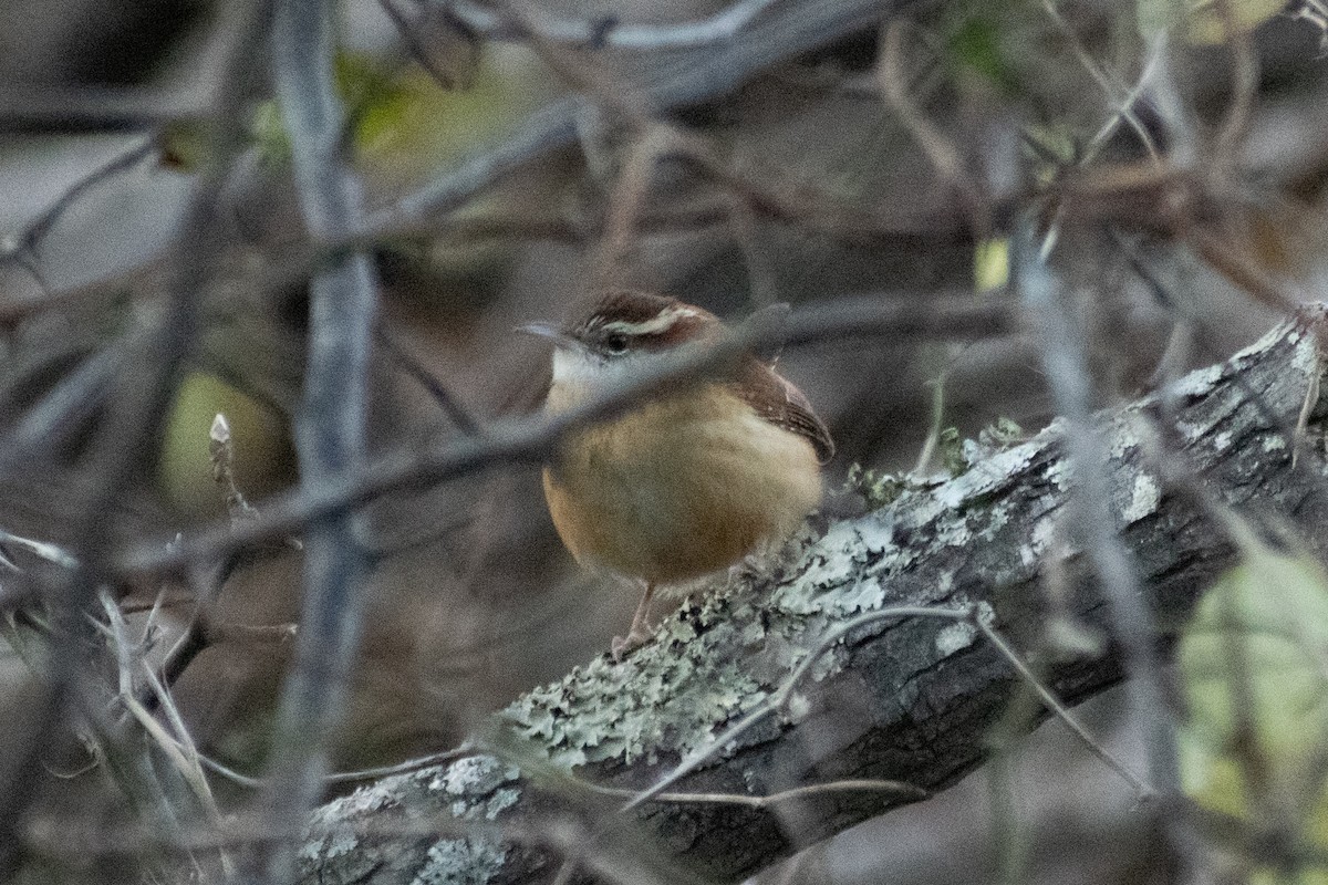 Carolina Wren - ML646726687