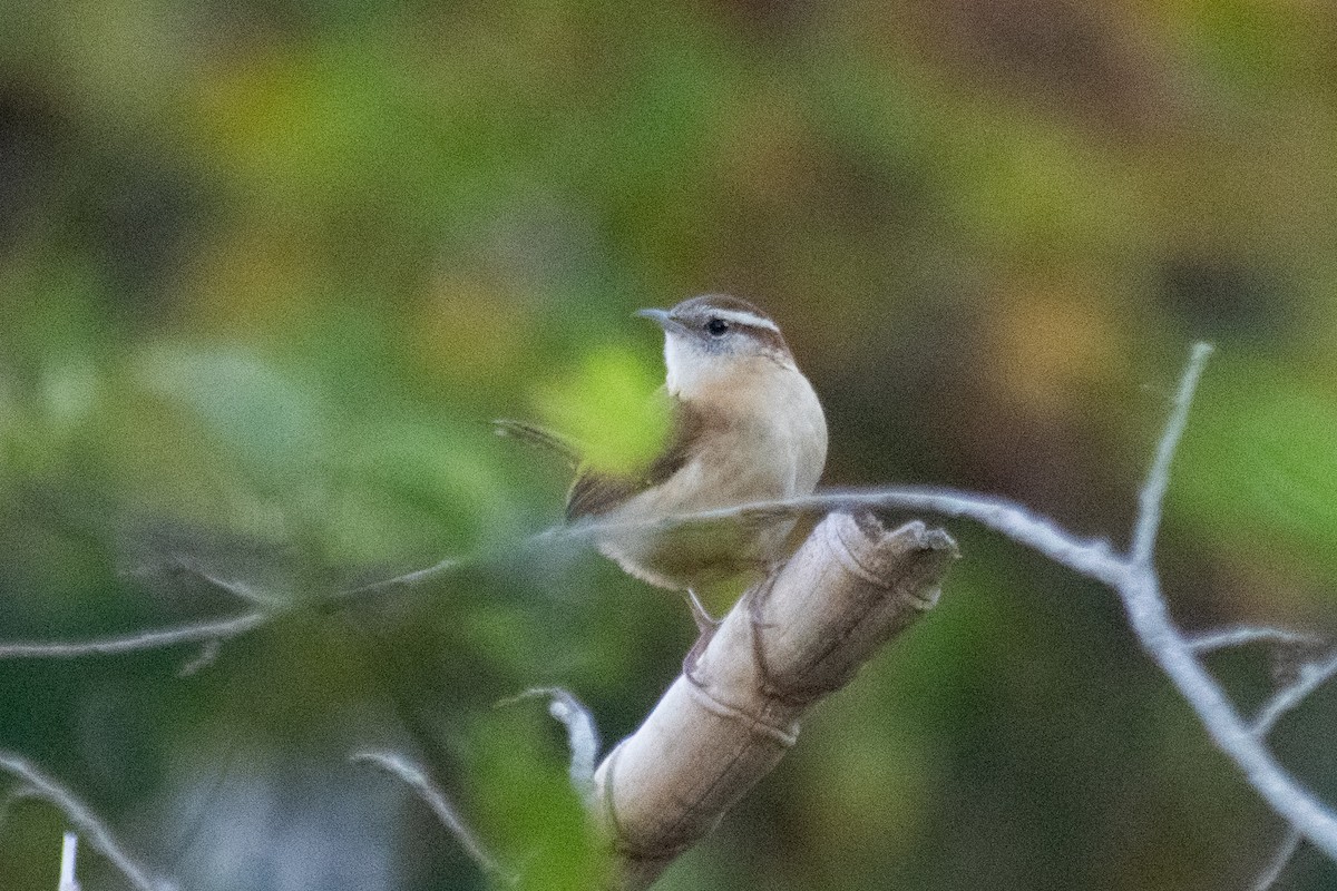 Carolina Wren - ML646726688