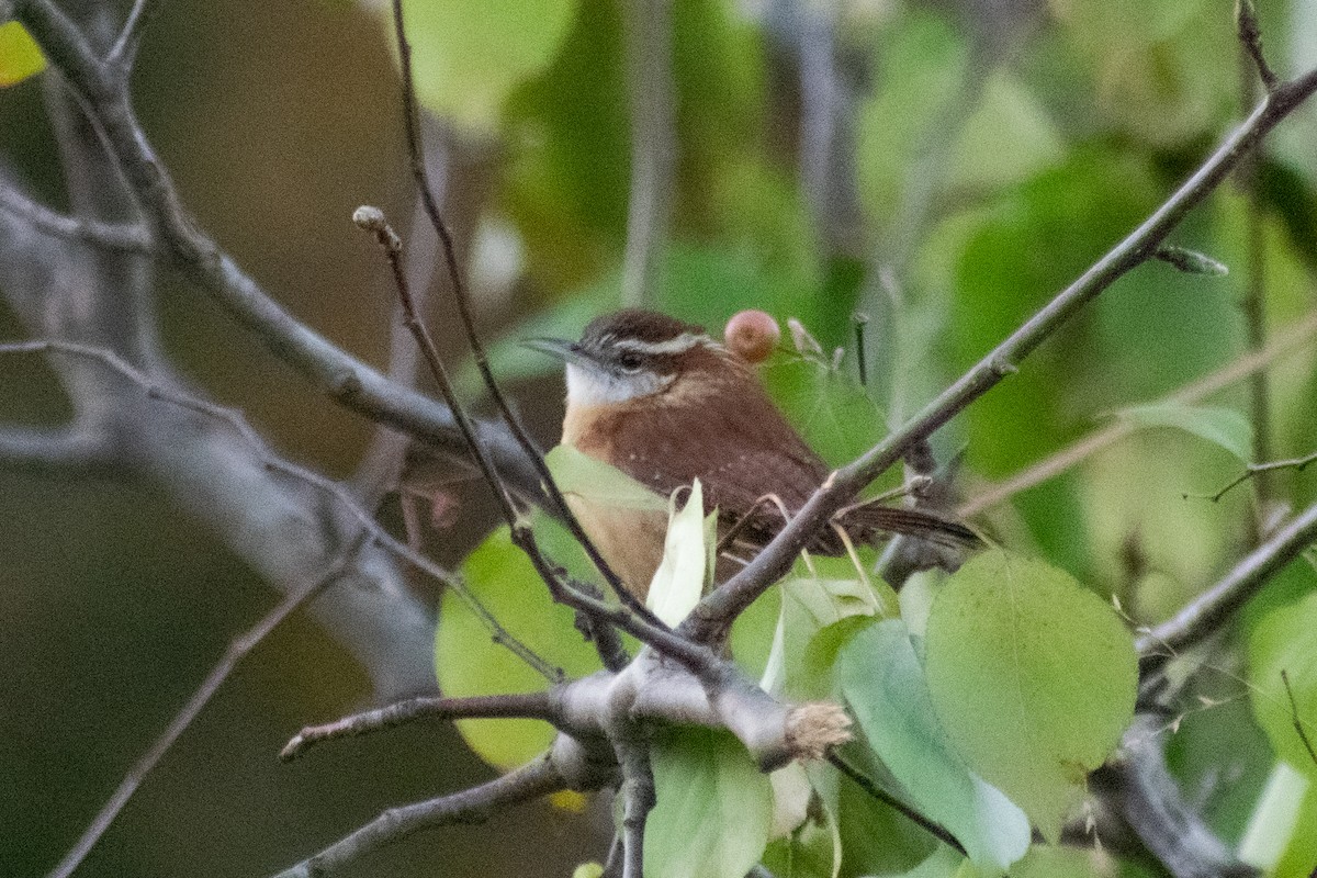 Carolina Wren - ML646726689