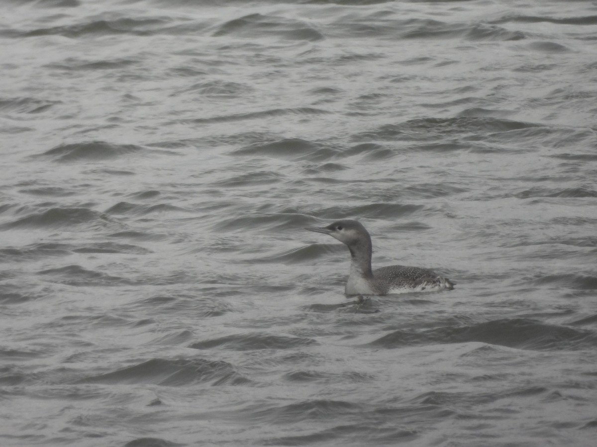 Краснозобая гагара - ML646726690