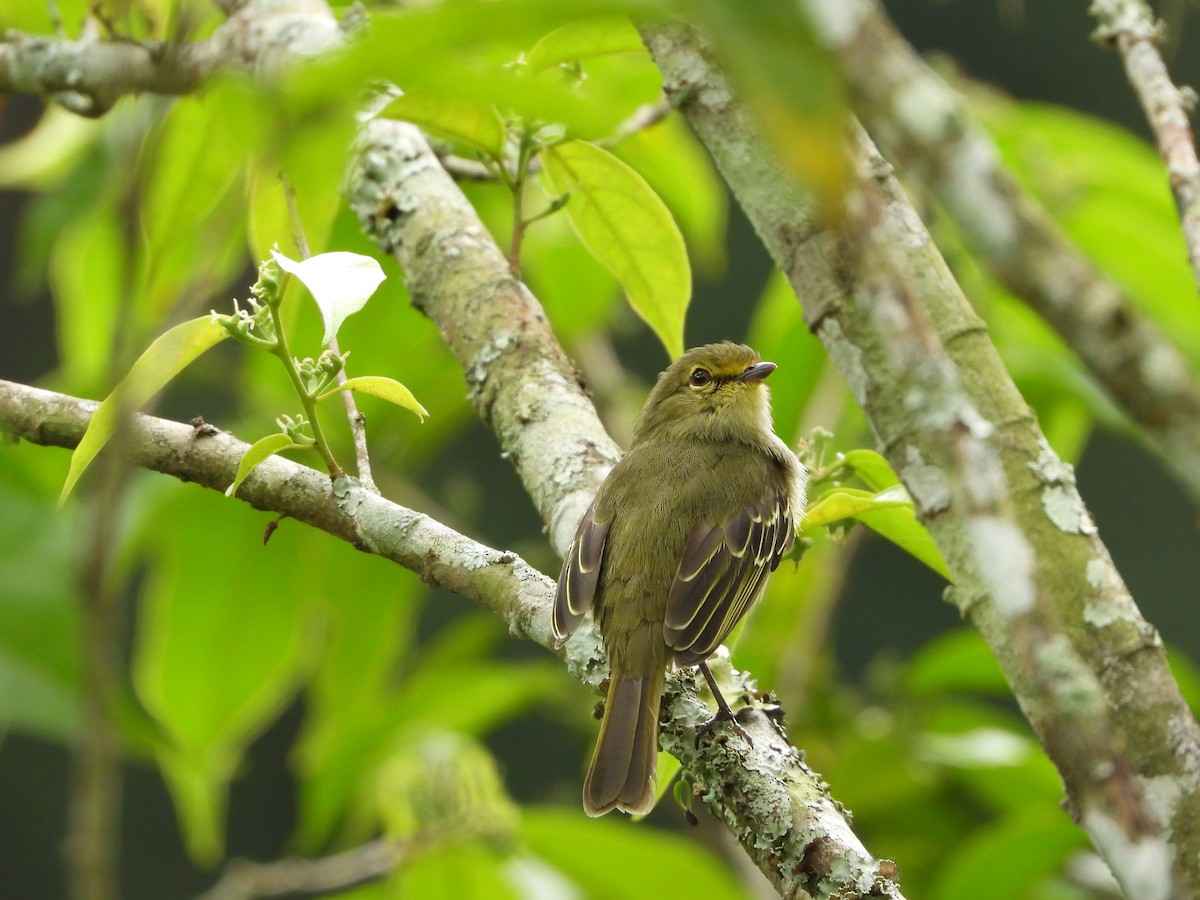 Golden-faced Tyrannulet - ML646726697