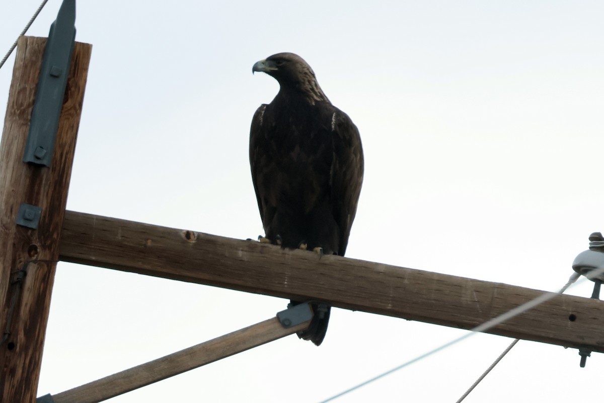 Golden Eagle - ML646726698