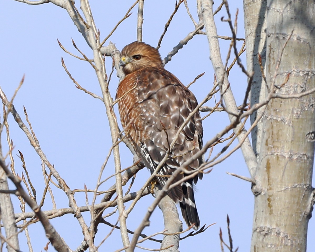 Red-shouldered Hawk - ML646726699