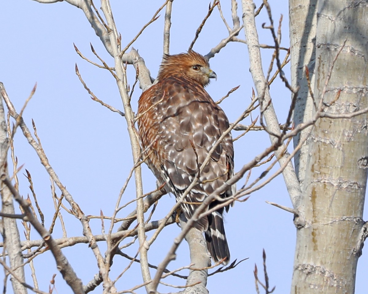 Red-shouldered Hawk - ML646726700