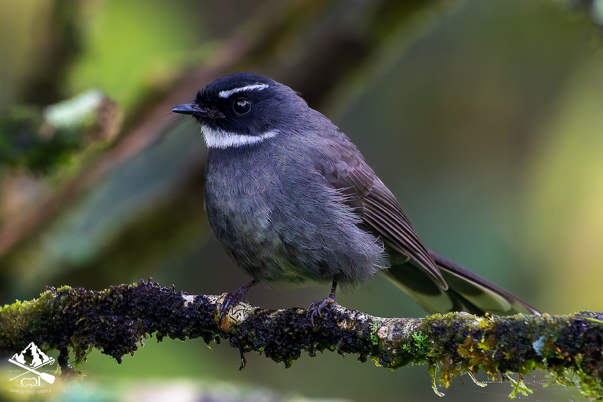 White-throated Fantail - ML646726701