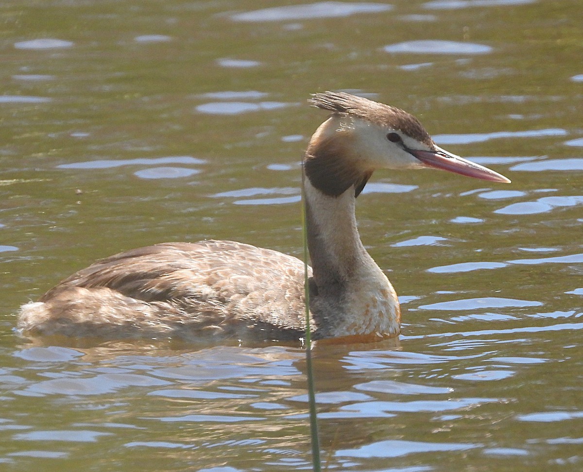 Чомга - ML646726702