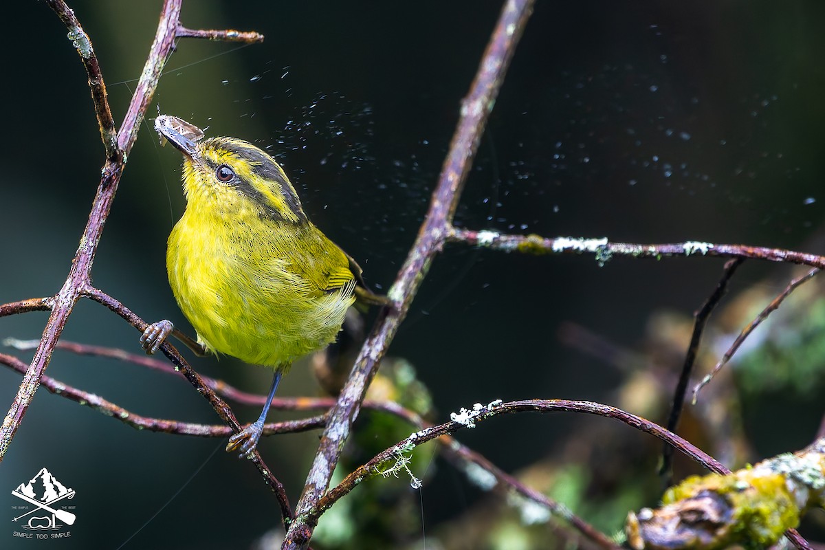 Mountain Leaf Warbler - ML646726704