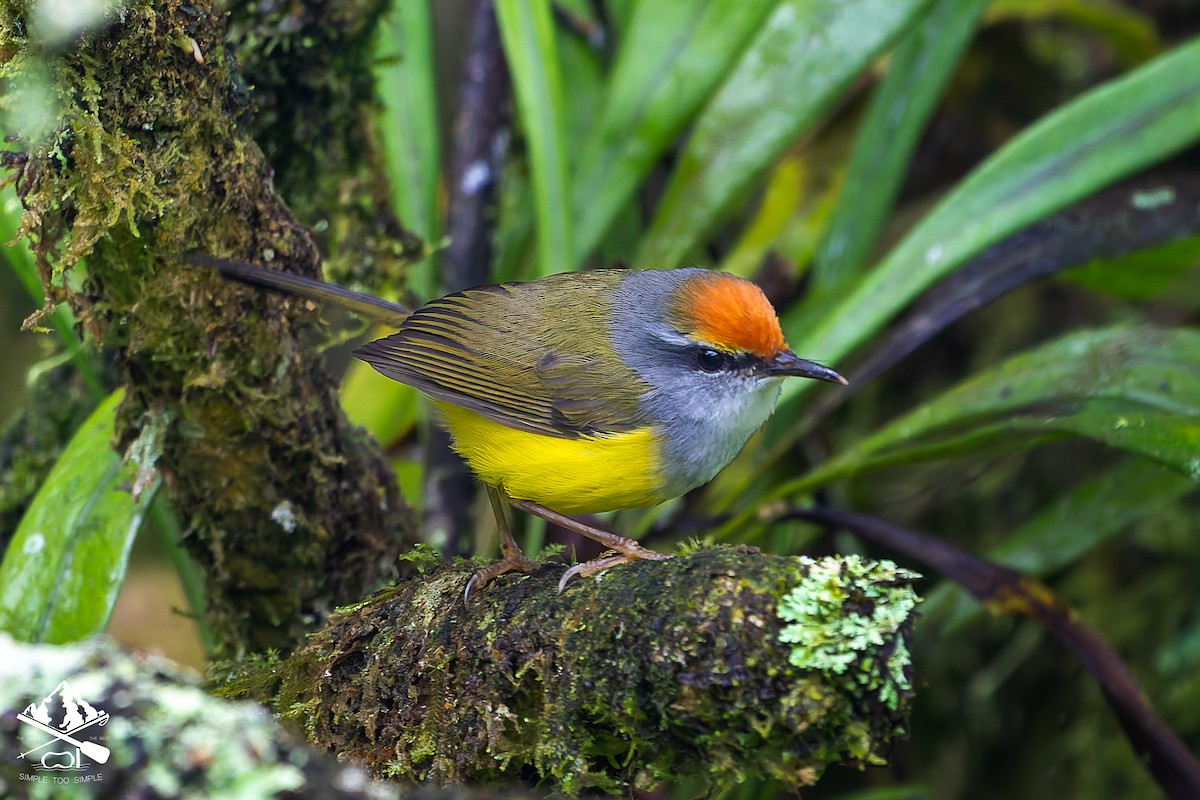 Mountain Tailorbird - ML646726705