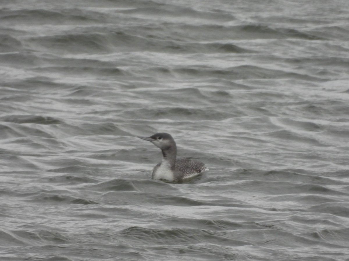 Краснозобая гагара - ML646726706