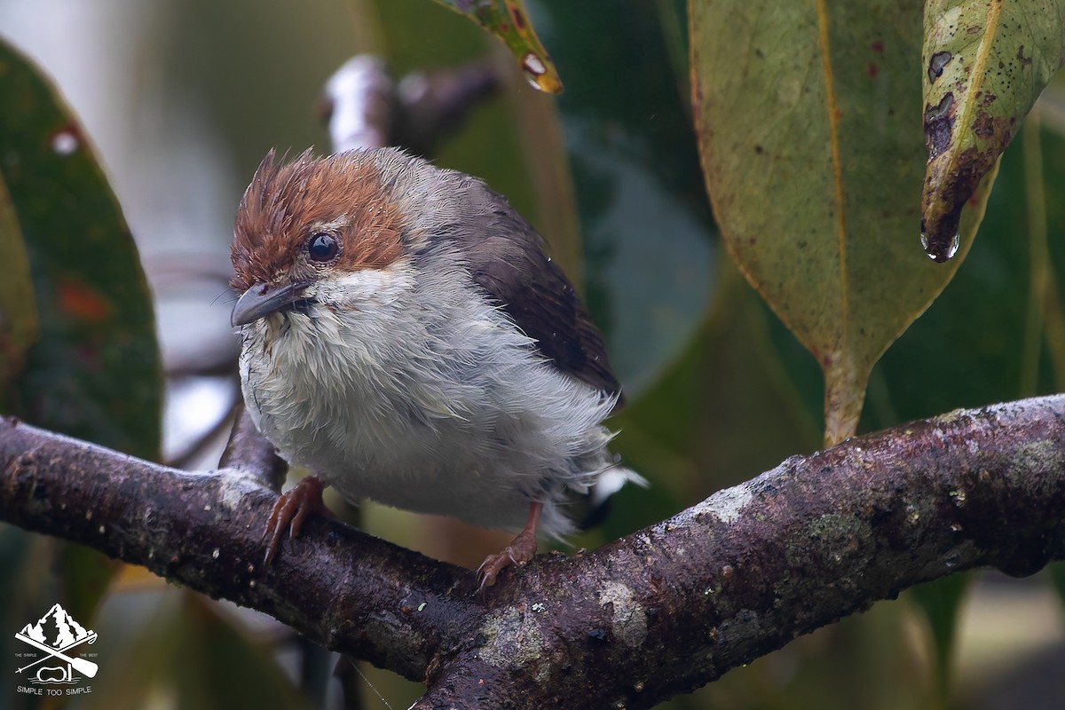 Chestnut-crested Yuhina - ML646726707